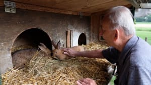 People With Dementia Can Work on Farms in Holland